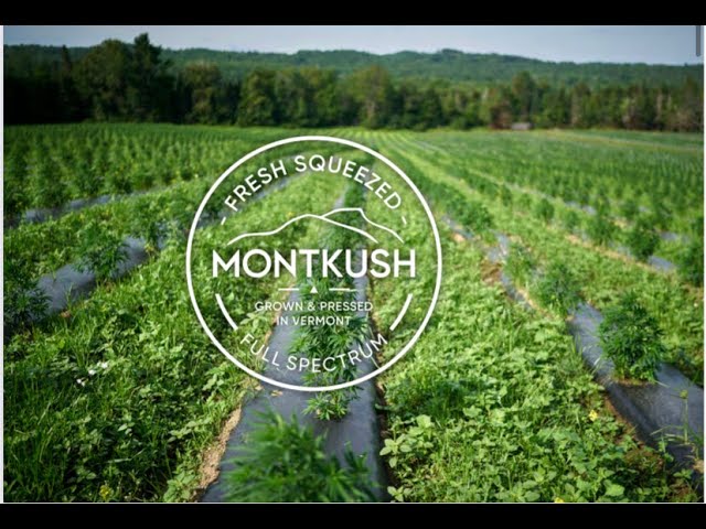 MONTK HEMP hemp rows at the Vermont farm